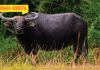 Maut Ditanduk Kerbau Di Kampung Mungkal Seberang, Kuala Pilah