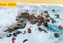 Ancaman Ribuan Gonggok Merah Di Kampung Kubang Gajah Seri Menanti