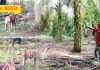 Terpaksa Panjat Pokok Elak Diserang Harimau
