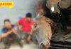 Anggota Polis, Tentera Pakat Curi Lembu