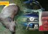Maut Gara-Gara Lembu Melintas Jalan
