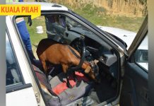 Alahai Kambing Pun Nak Pandu Kereta