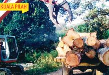 Pengeluaran Hasil Hutan, Kami Ada Lesen Sah