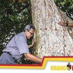 Pokok Getah Tertua Negeri Sembilan Bernilai RM3.8 Juta