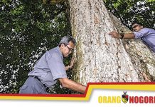 Pokok Getah Tertua Negeri Sembilan Bernilai RM3.8 Juta