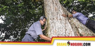 Pokok Getah Tertua Negeri Sembilan Bernilai RM3.8 Juta